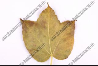 Photo Texture of Leaf 0065